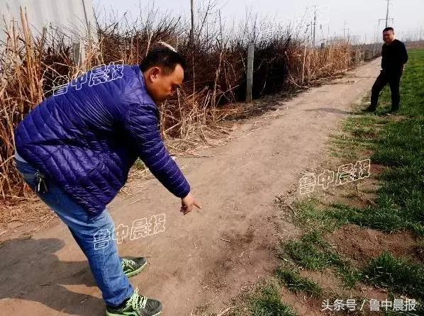 心痛！40余亩桃园被烧，近2000棵桃树过火绝产！谁干的？