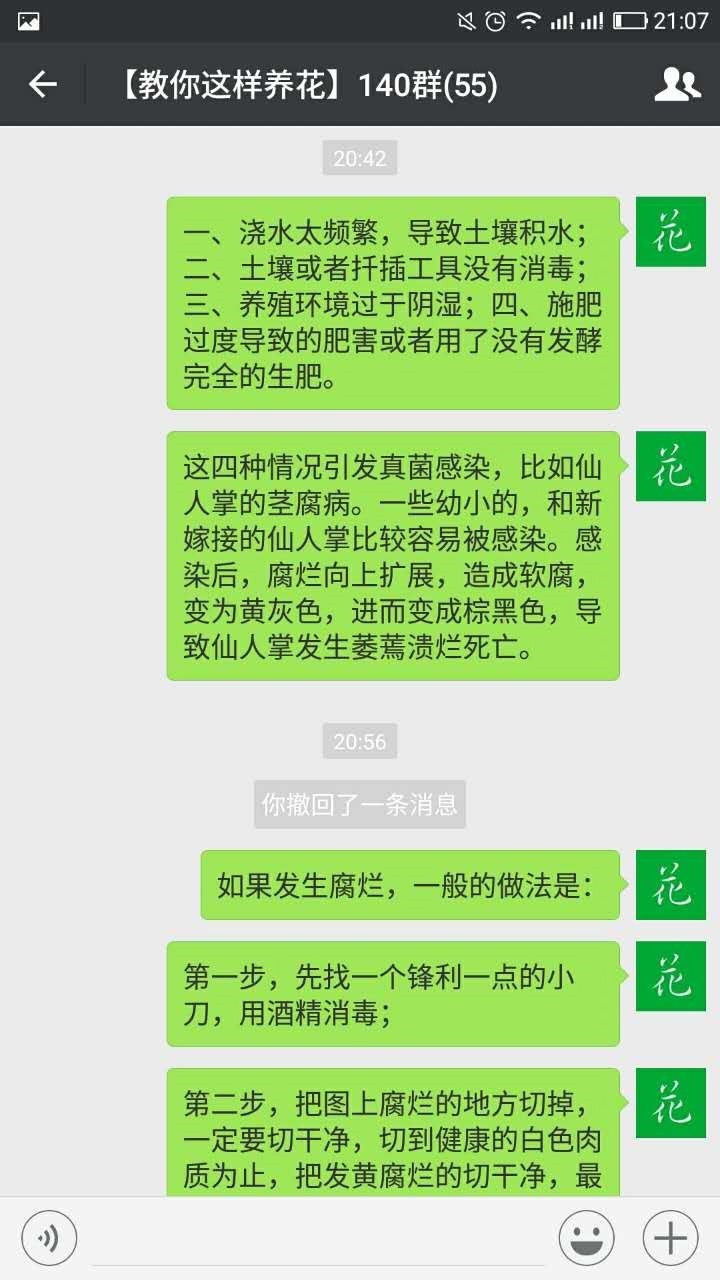 仙人掌嫁接蟹爪兰烂根了怎么处理,仙人掌烂根快速消除方法