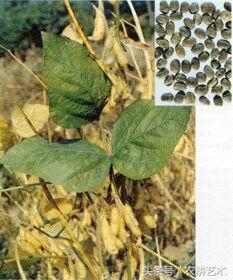 徐长卿中草药图谱,中草药豨莶草图谱