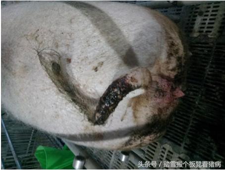 驾驭猪病—母猪输精前后流浓，养猪人必须要知道这三种情况