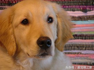 怎样挑选纯种金毛犬避免上当,怎么挑选金毛犬好看