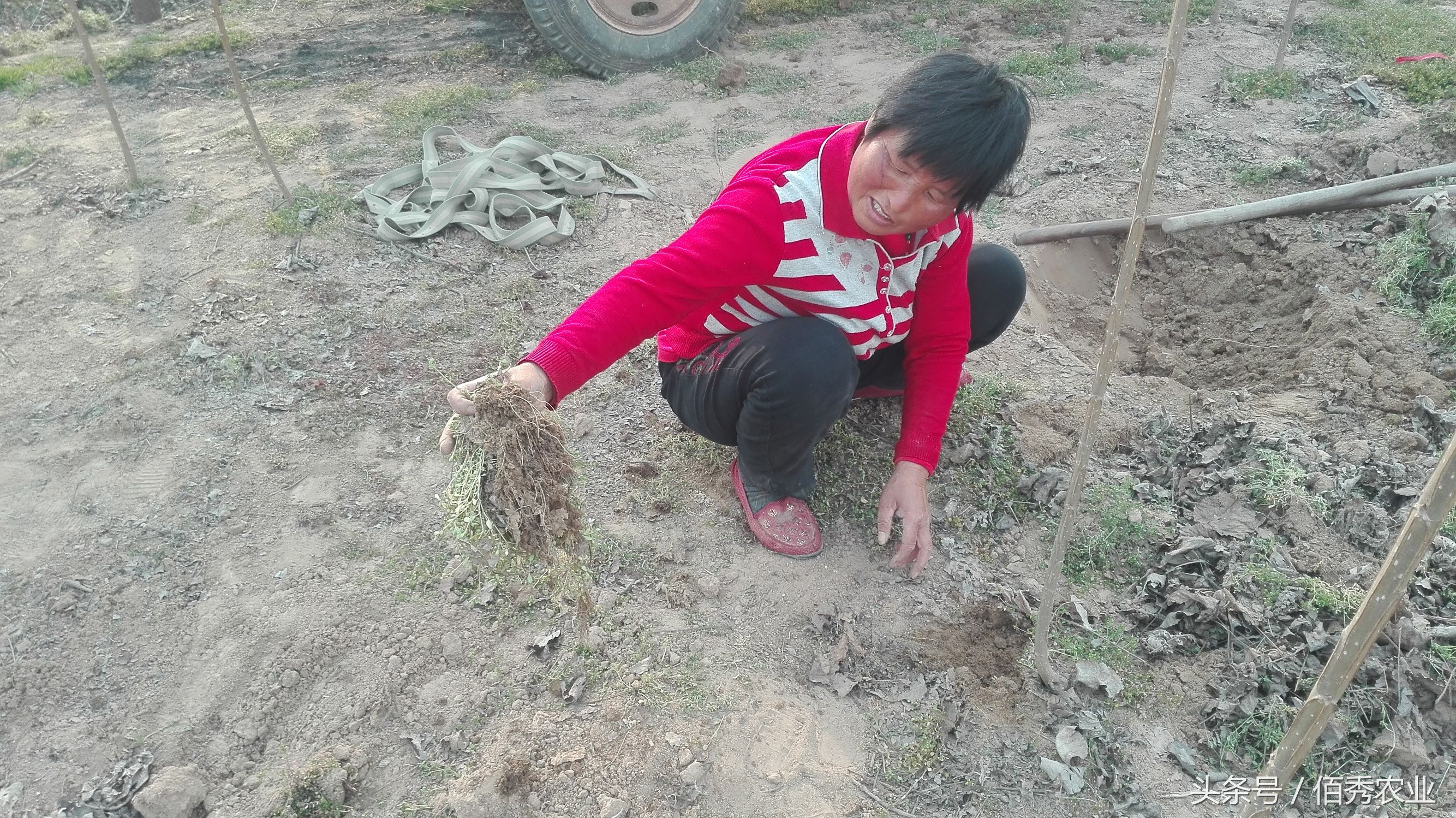 农村的什么杂草治疗痔疮有效果的,农村泛滥成灾的痔疮草