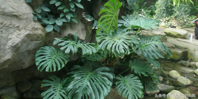 遗憾没有阳光?背阴阳台也能打造幽静绿色花园