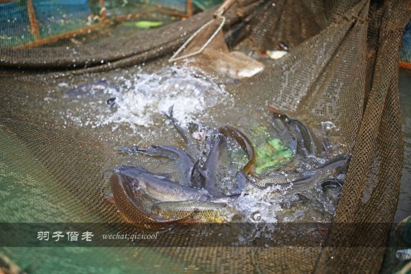 居于涟岸隐于湖,到肇庆体验离尘不离城的精致慢生活