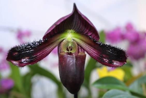 云南最贵的兰花品种有几种,云南兰花名贵品种图片介绍