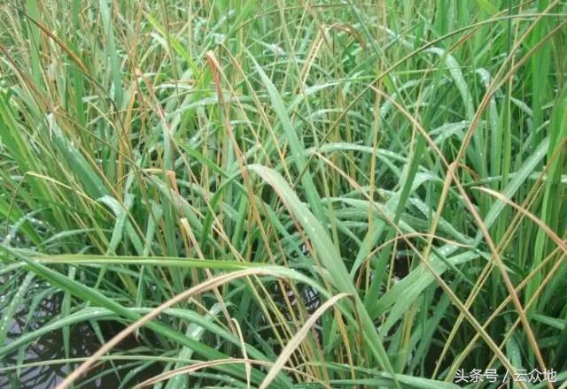 水稻除草剂药害怎么缓解,水稻发生除草剂药害怎么补救