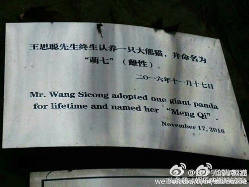 王思聪领养熊猫了吗,王思聪认养了哪只熊猫