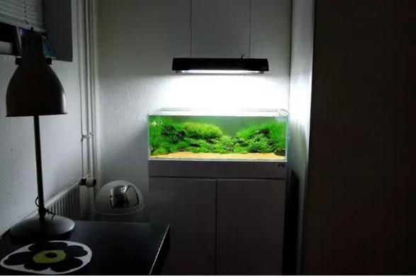 坏水质,草缸水质都要注意哪些