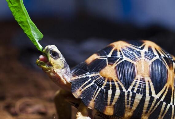 印度星龟广州陆龟,印度星斑陆龟