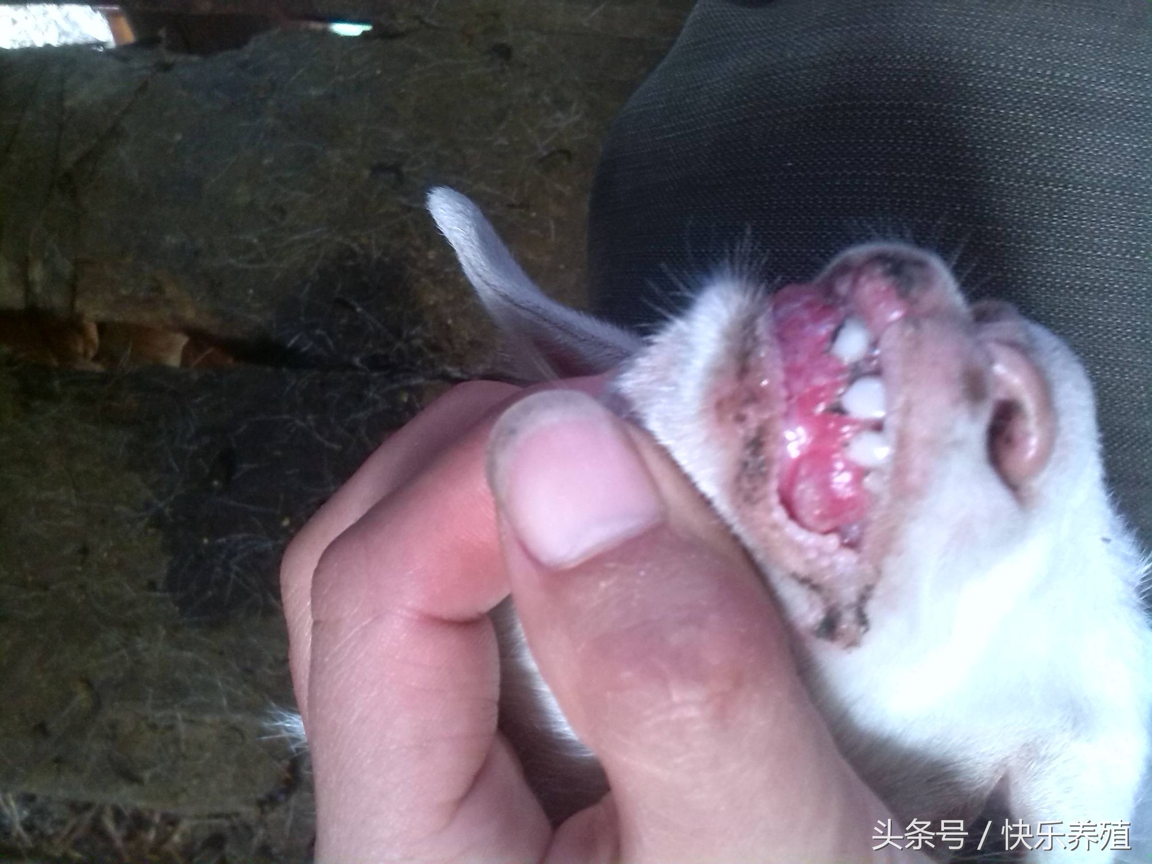 小羊嘴巴烂了该用什么药,小羊烂嘴病的治疗方法