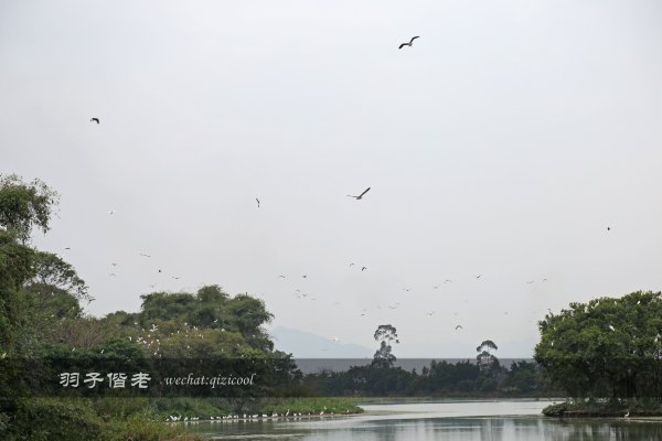 居于涟岸隐于湖,到肇庆体验离尘不离城的精致慢生活