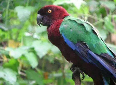 汤加国家旅游攻略,汤加国内旅游