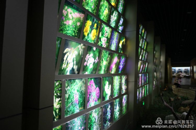 白狐千年等待只为今生相遇,白狼一生只爱一人