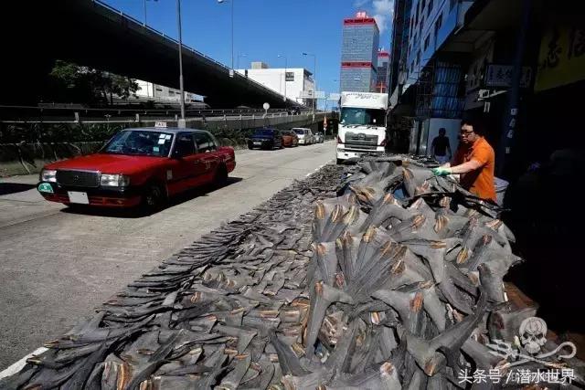 禁令之下，鱼翅照运？