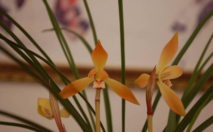 云南兰花名贵品种图片介绍,云南兰花老品种有哪些图片