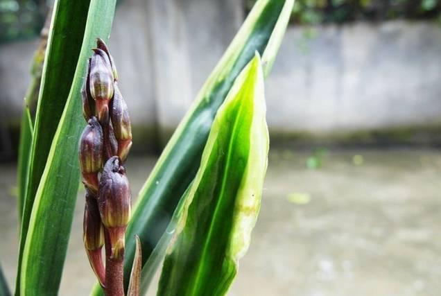 云南兰花名贵品种图片介绍,云南兰花老品种有哪些图片