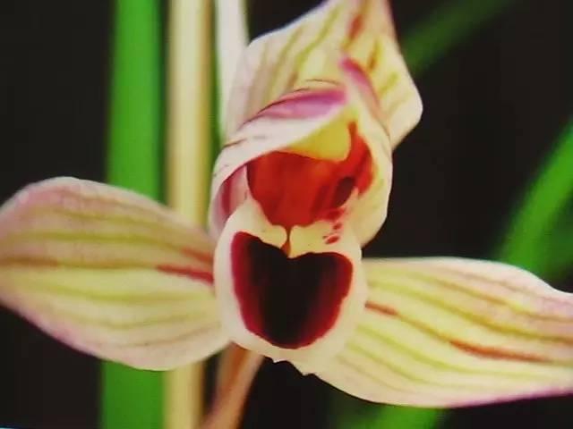 云南兰花名贵品种图片介绍,云南兰花老品种有哪些图片