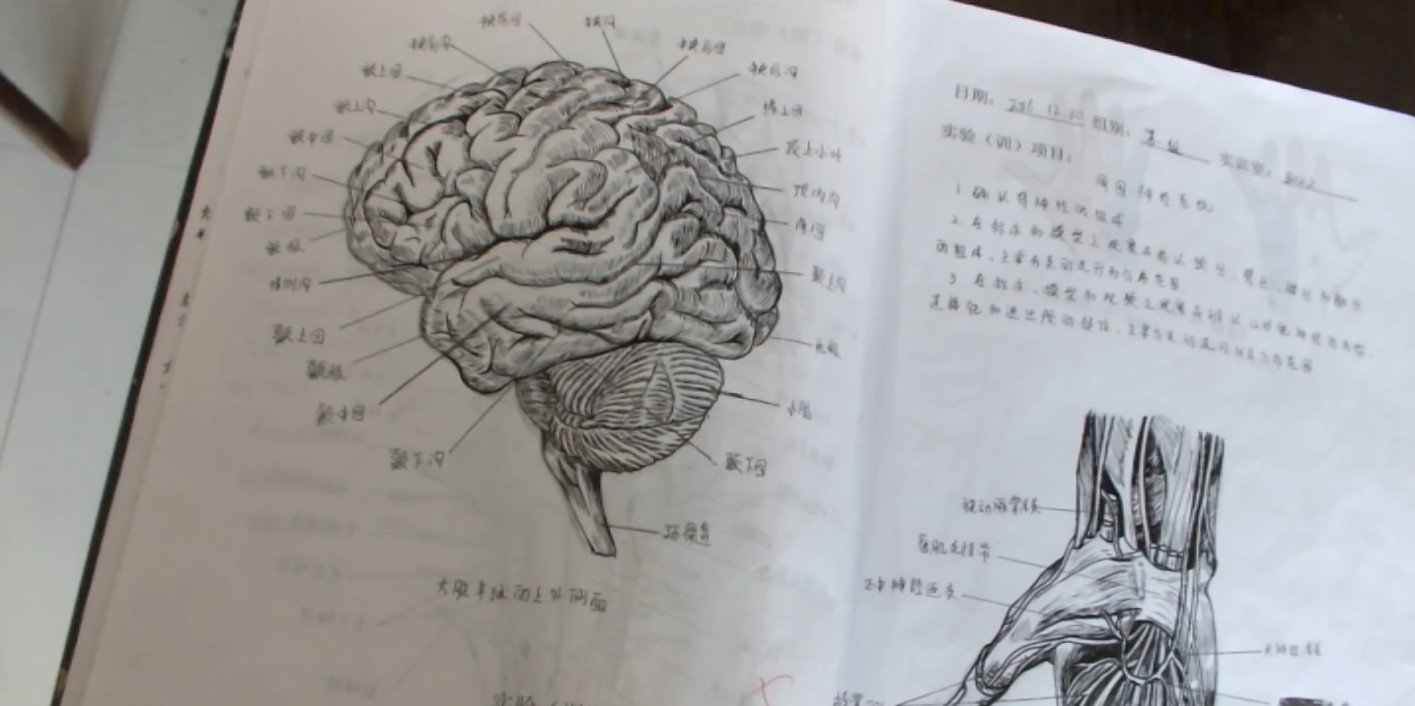 大学美女学霸手绘人体解剖图太逼真堪比印刷成为网红