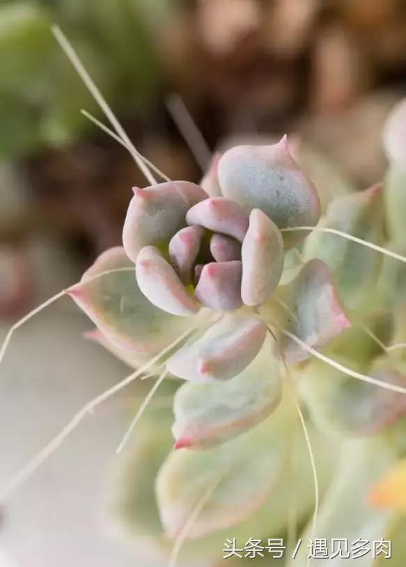 多肉植物贝瑞长了气根,多肉植物长气根怎么办