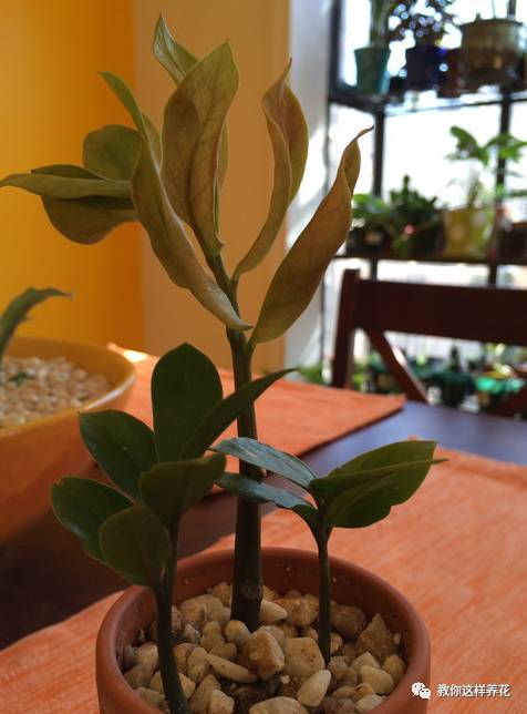 金钱树叶子发黄的原因和解决方法,金钱树叶子发黄原因及解决办法