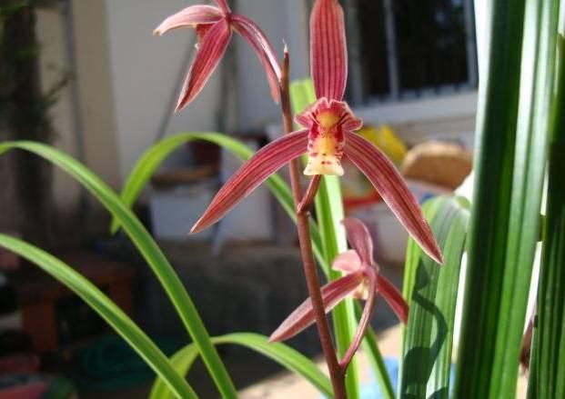 云南兰花名贵品种图片介绍,云南兰花老品种有哪些图片