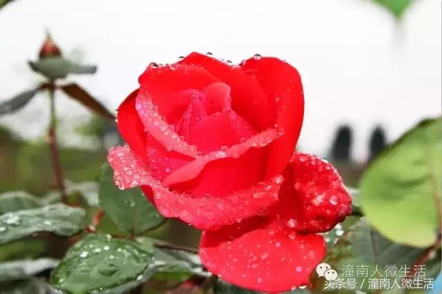 潼南附近的城市好玩的地方,潼南是不是个好地方