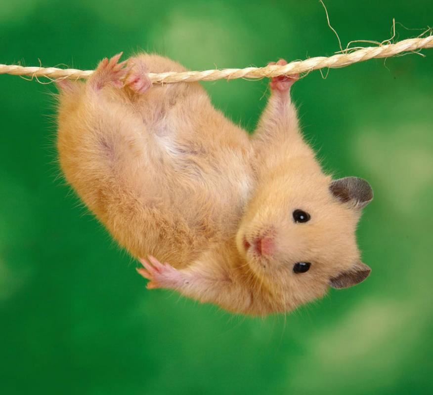 饲养仓鼠的正确方法,仓鼠老婆婆饲养教程