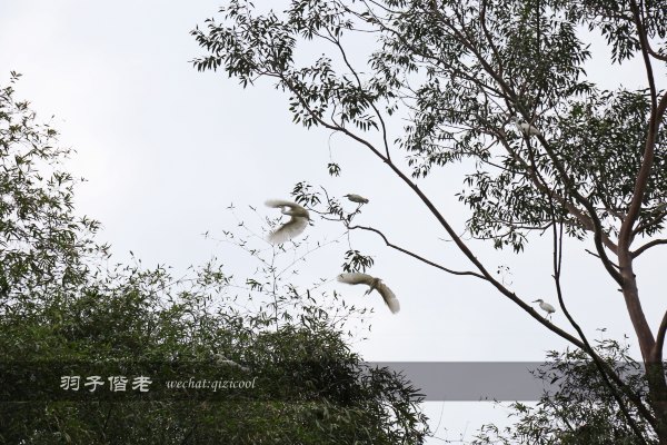 居于涟岸隐于湖，到肇庆体验离尘不离城的精致慢生活