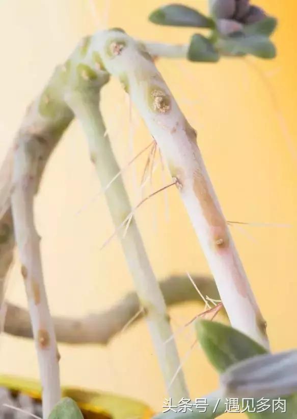 多肉植物贝瑞长了气根,多肉植物长气根怎么办
