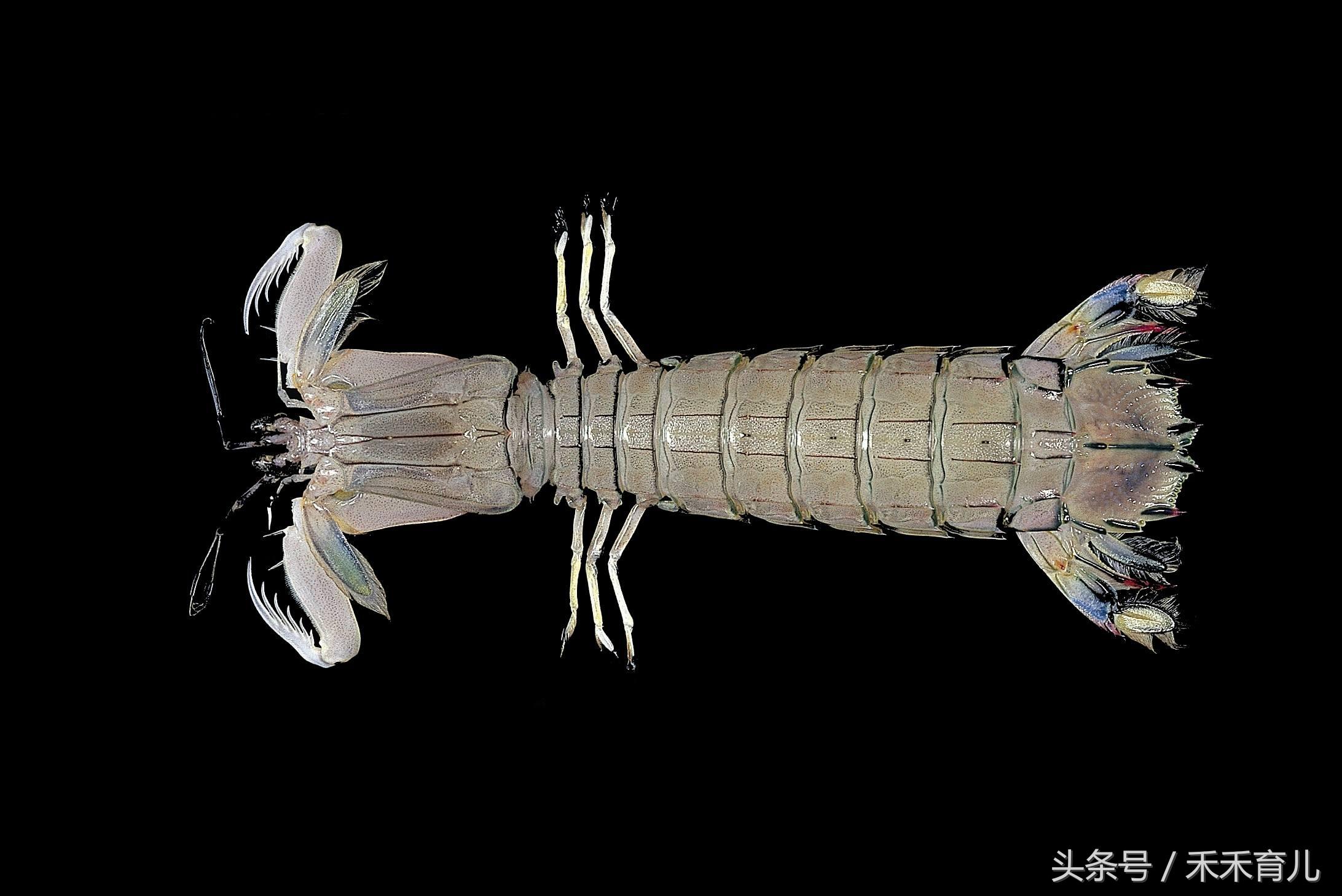 孕妇椒盐皮皮虾怎么做,孕期虾的菜谱