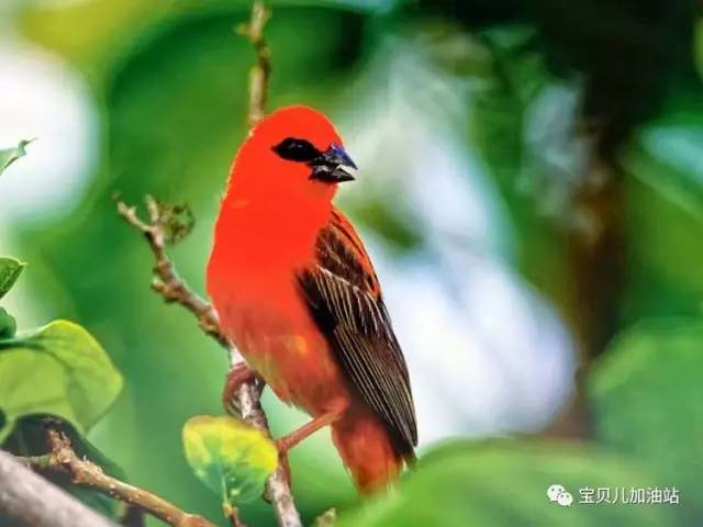 塞舌尔游记,塞舌尔埃及