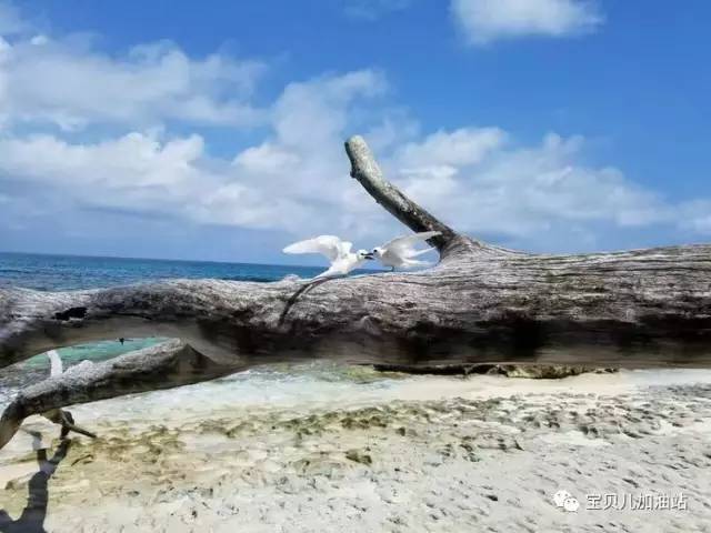 塞舌尔游记,塞舌尔埃及