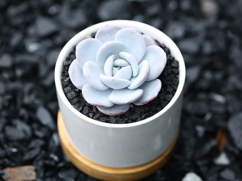 多肉修根用什么土好养活,多肉修根上盆多久可浇水