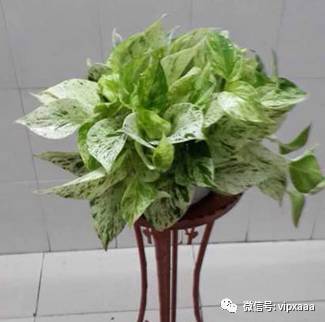 绿萝叶子黄了什么原因造成的,绿萝的叶子会变黄的原因