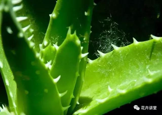 相似的花儿又来了，今天我们来认识它们