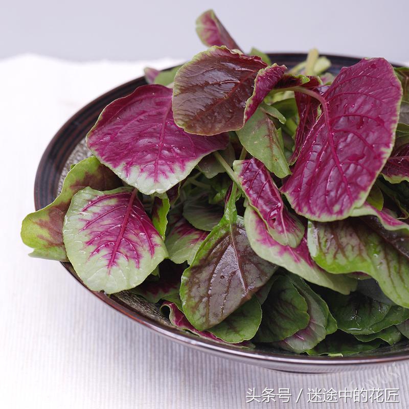 终于到了万物苏醒的春天,农家的野菜等着端上你家的餐桌(二)