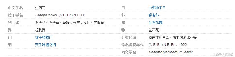 生石花屁股花盆栽,生石花屁屁花种类