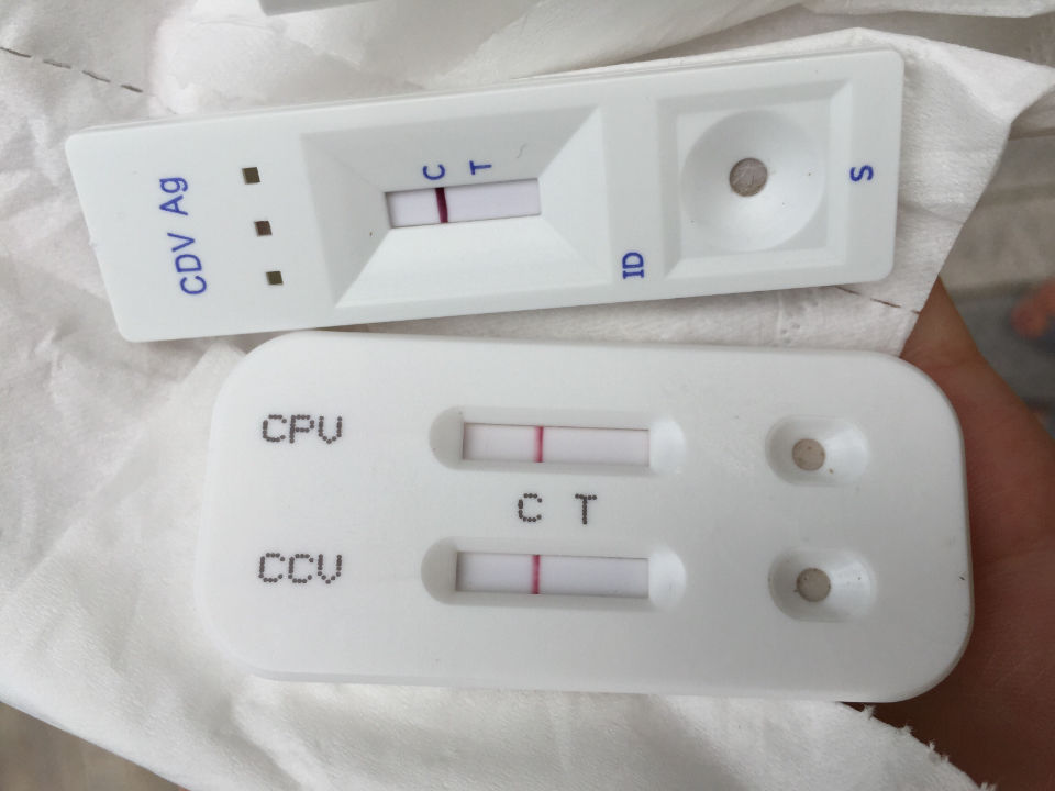 女子捡到一只脱毛的狗,女子捡到一只狗狗