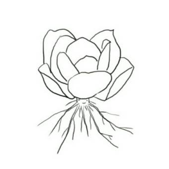 多肉修根用什么土好养活,多肉修根上盆多久可浇水