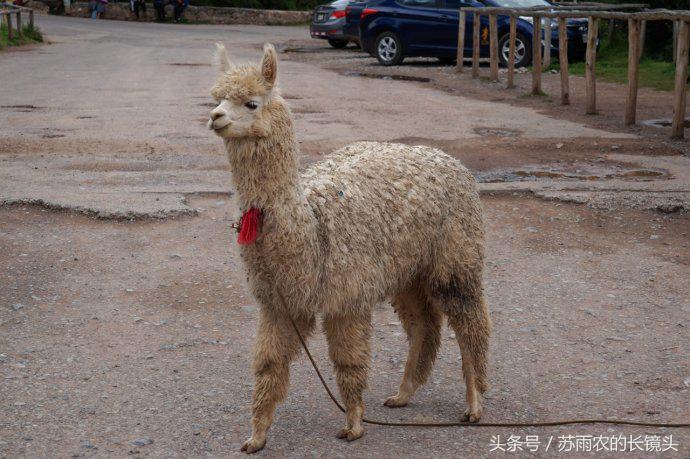 秘鲁旅途旅游攻略,秘鲁旅行攻略英语