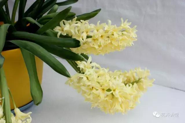 相似的花儿又来了,今天我们来认识它们