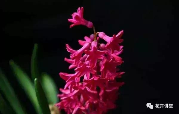 相似的花儿又来了,今天我们来认识它们