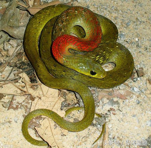 盘点我国毒蛇种类,盘点毒蛇最多的几个国家