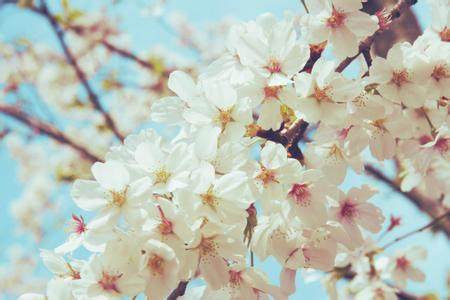 樱花季护肤,樱花季有什么产品