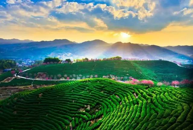 漳平茶山樱花,漳平樱花园景点