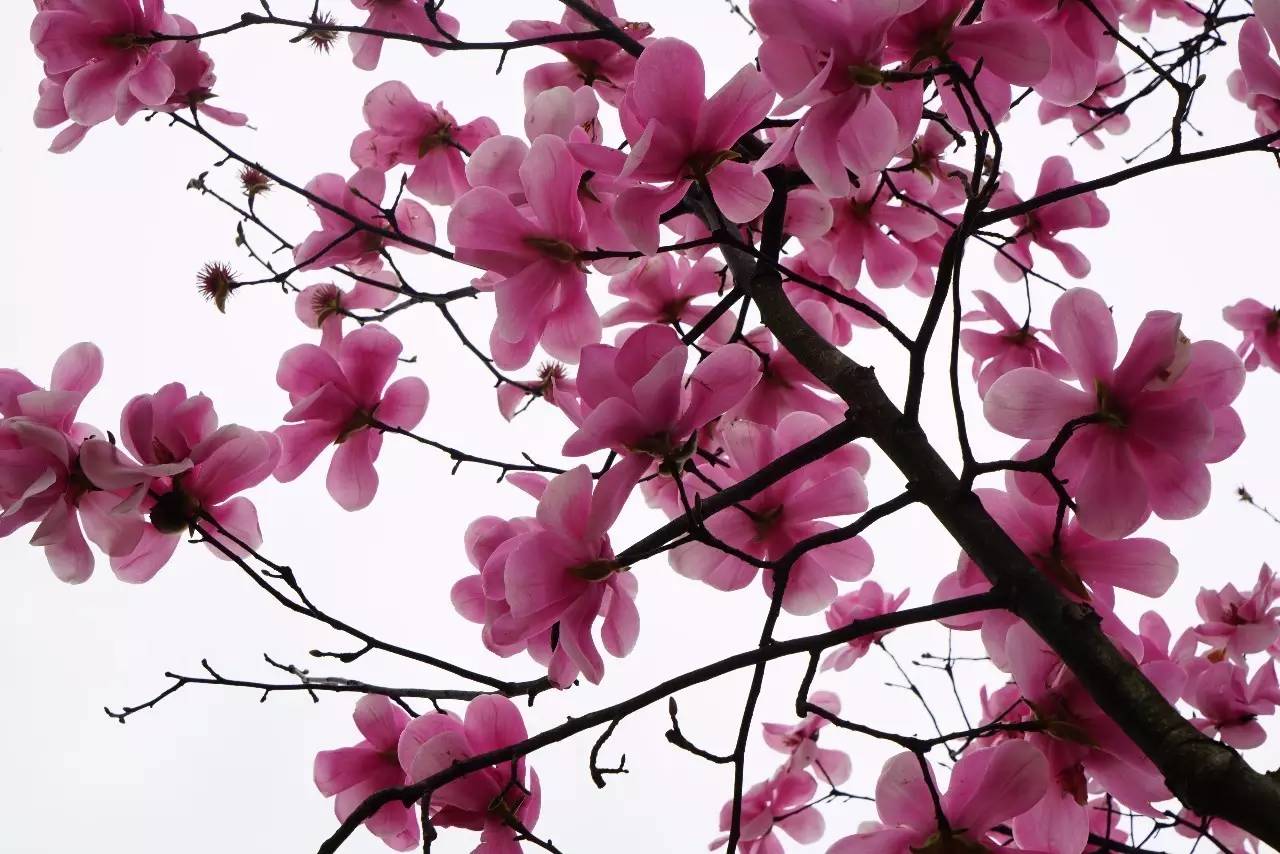 春暖花开踏青正当时完整版,春暖花开踏青季攻略