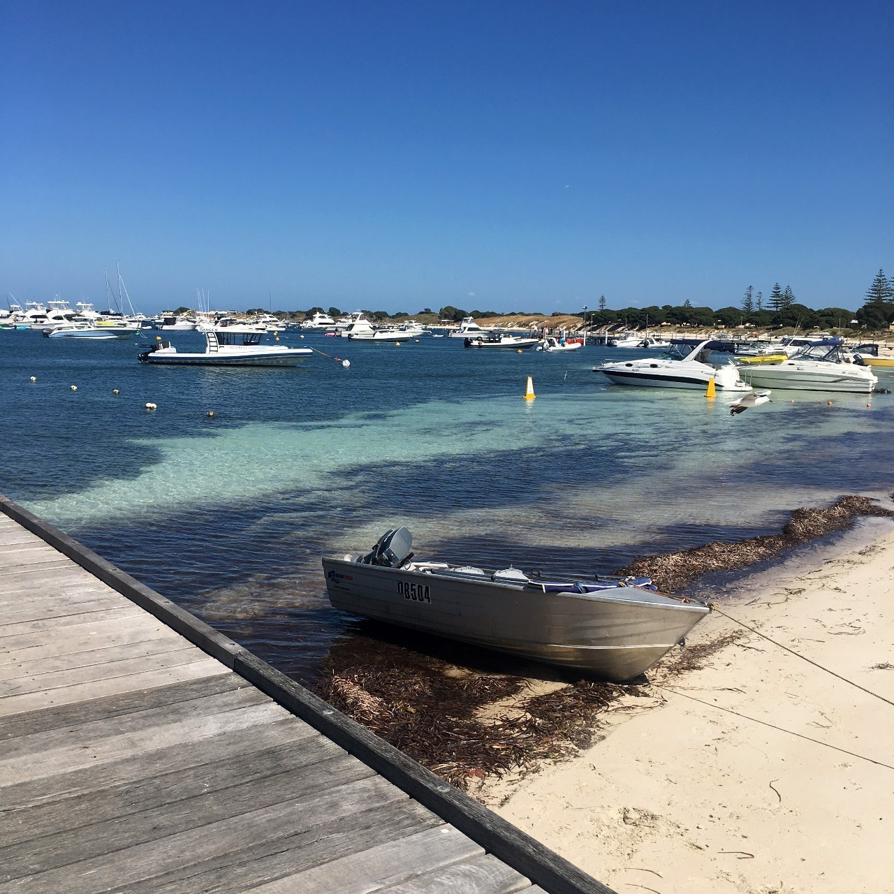 在澳洲抓澳洲小龙虾,澳大利亚捕龙虾