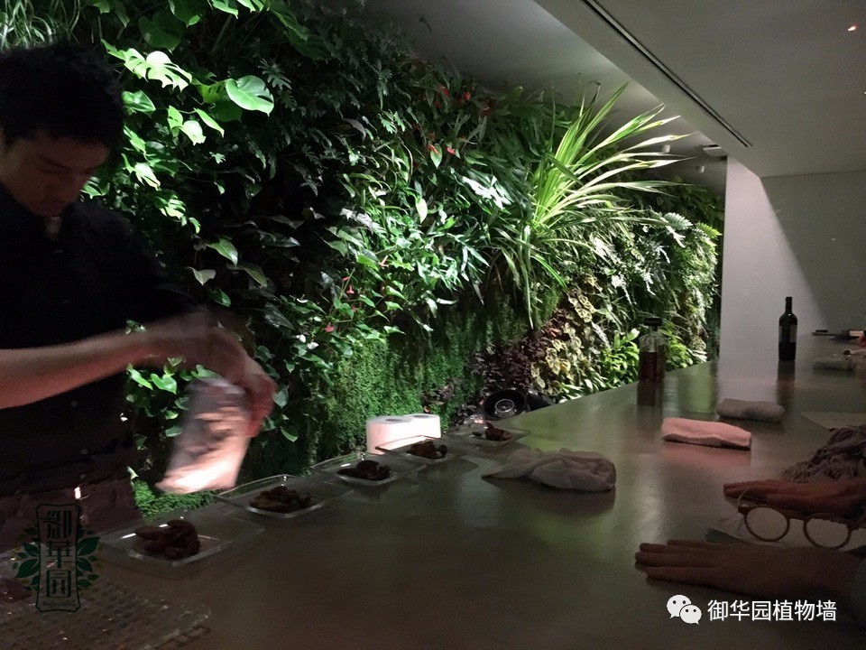 养花养眼养心解乏,卧室养花推荐高级植物