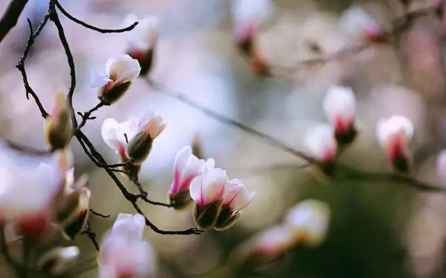 节气丨今日春分！春风十里的柔情！从*制抵**春困开始！