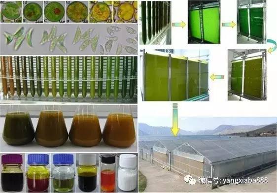 养殖塘的藻类培养技巧牢记这三点,如何提高水产养殖效益